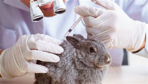 prada beauty testing for animals.